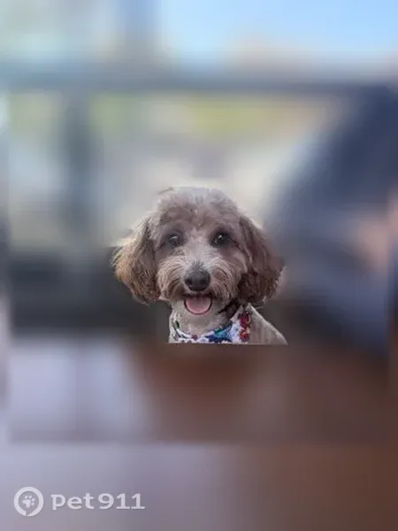 Lost dog, Stevens Creek Boulevard, 4343, Santa Clara, Santa Clara — brown and white patches - photo