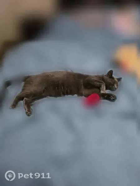 Lost cat, male, 108th Street, 2305, Toledo — grey shorthair with green eyes - photo