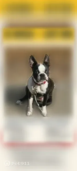 Lost male dog, Hermiston, Oregon, Walla Walla — friendly, named Loki - photo