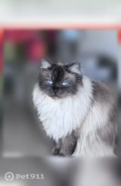 Lost cat, Laurelcrest Drive, 11324, San Diego — female Himalayan with bright blue eyes - photo