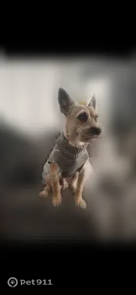 Lost dog, North Eastside Drive, 1050, Layton, Salt Lake City — light tan male miniature schnauzer - photo