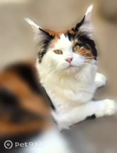 Lost cat, female, East Louisiana Drive, 15157, Aurora — white belly, face, legs and paws - photo