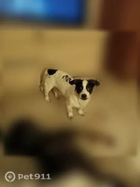 Lost Dog, Yucca Valley — male service dog, friendly and trustworthy - photo