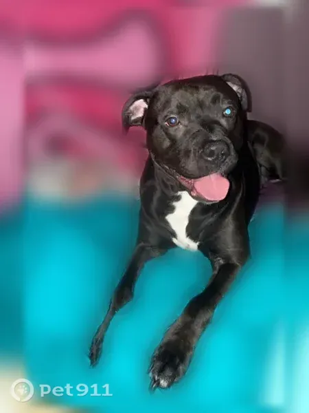 Lost dog, Fisher Bowen Branch Road, 6071, Booton, Wayne — male black pit bull - photo
