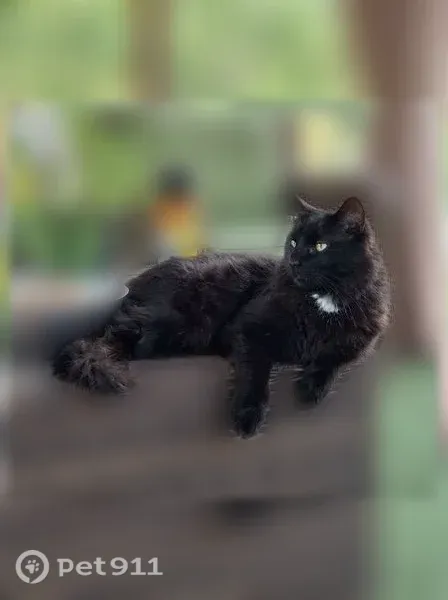 Lost cat, Tanner Road, New York, Syracuse — male with yellow-green eyes - photo