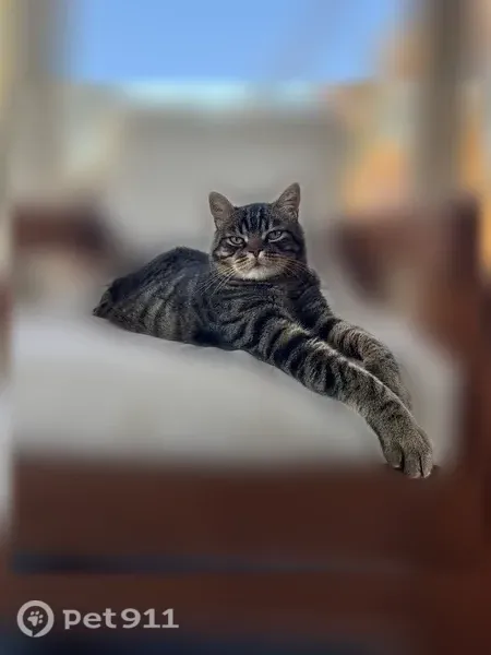 Lost cat, male, Green Valley Road, 1901, El Dorado Hills, Sacramento — large brown-and-black tabby - photo