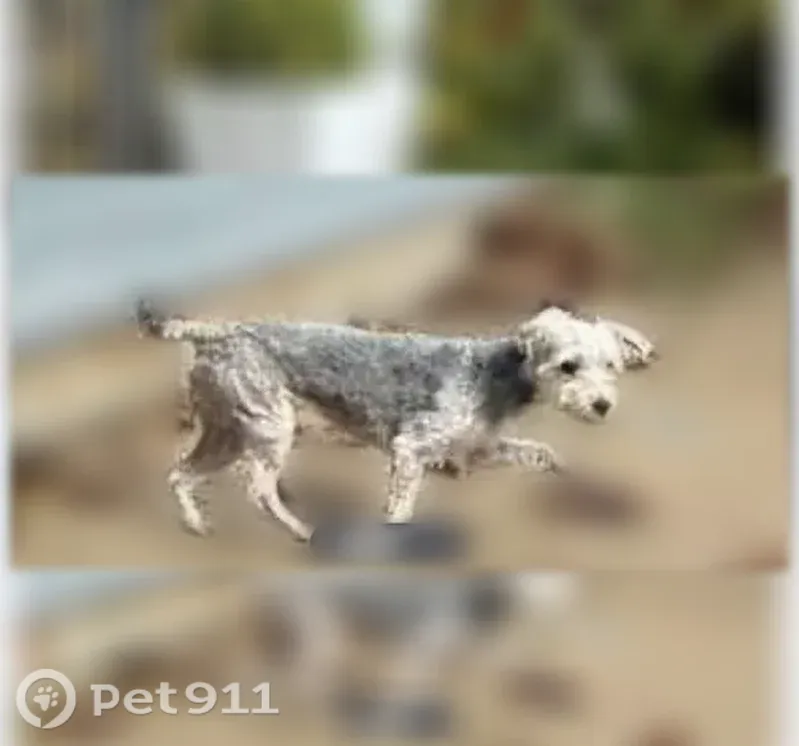 Lost dog, South Layton Boulevard, 1133, Milwaukee — female, grey/white with no fur - photo