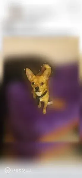 Lost dog, Stillman Street, 2047, Selma — male brown chihuahua with a small overbite - photo