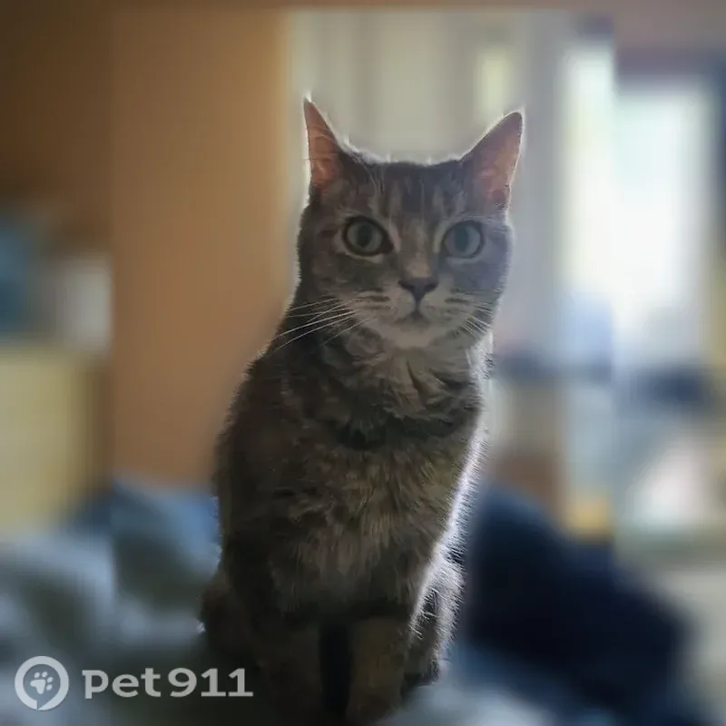 Lost cat, Knoxville, Tennessee, Nashville — female, gray - photo