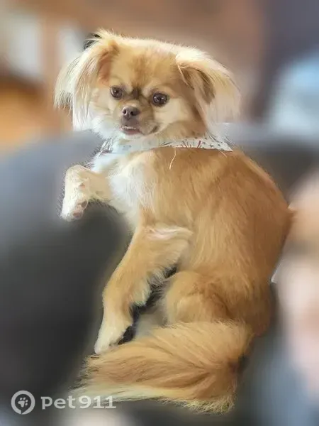 Lost dog, Forest Road, 5687, Bedford — brown lower fang visible with mouth closed - photo