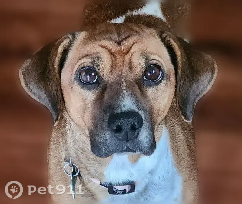 Lost dog, Corporate Drive, 2140, Addison — female, 25 lb. Beagle/Terrier mix - photo