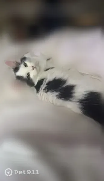 Lost cat, Vinalopo Drive, 4101, Austin, Bee Cave — small fluffy female - photo