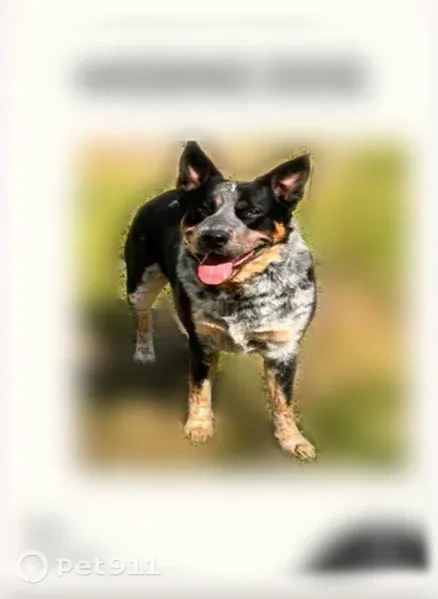 Lost dog, Red Bird Lane, Alabama, Athens — male Heeler with a white spot on his back - photo