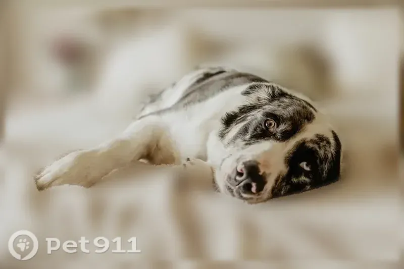 Lost male dog, South 32nd Street, 7349, Lincoln — very friendly - photo