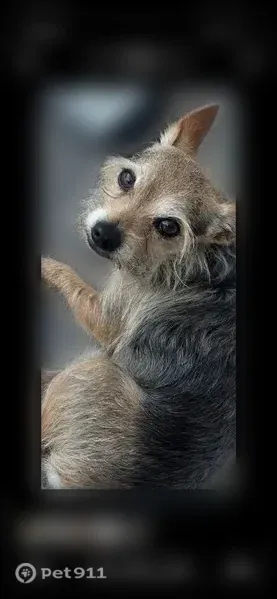 Lost dog, Northeast 1st Avenue, 2049, Pompano Beach — small black and brown male named King - photo