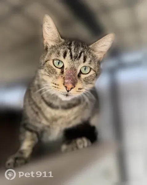 Lost male cat, Ambrose Lane, Huntington Beach — shy 9-year-old tabby with green eyes - photo