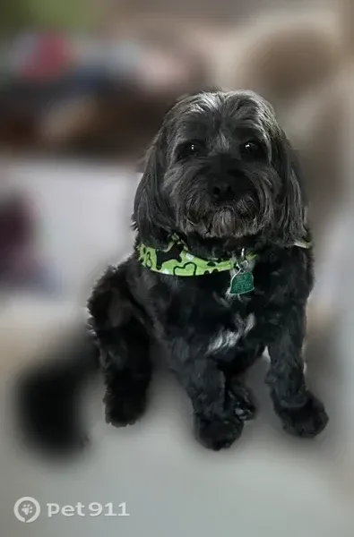 Lost dog, East 124th Street, Jenks — standard poodle and black terrier mix - photo