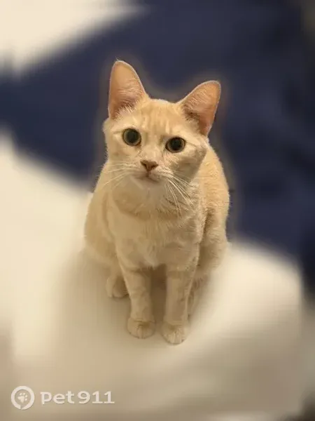 Lost cat, female, Pocahontas Drive Northeast, 5264, Knoxville, Knoxville — cream tabby with orange lines - photo