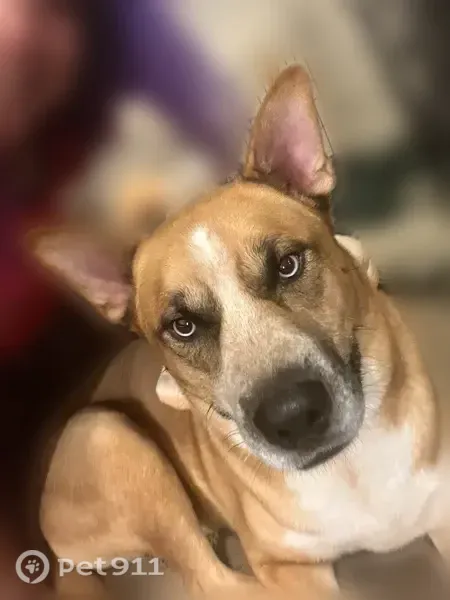 Lost dog, male, Stonecrest, Georgia, Stonecrest - photo
