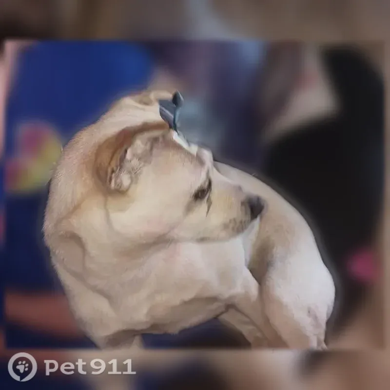 Lost Dog, Harry McCarty Road, 503, Bethlehem, Arlington — Male Chihuahua with a Curly Tail - photo