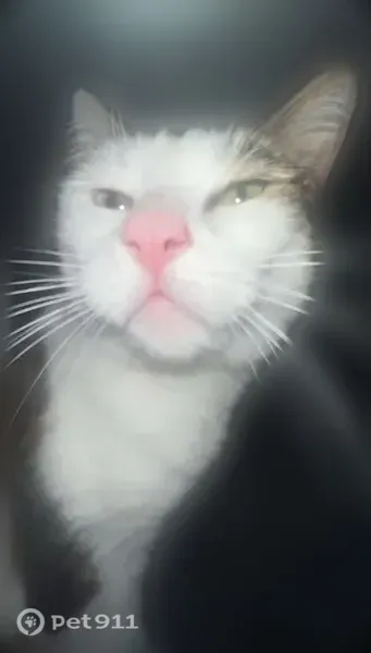 Lost cat, female, Stonehaven Avenue, 943, Newmarket — one blue eye and one green eye - photo