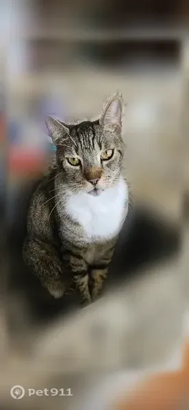 Lost cat, Southeast Jacaranda Street, 3979, Stuart, Stuart — male with white chest and paws - photo