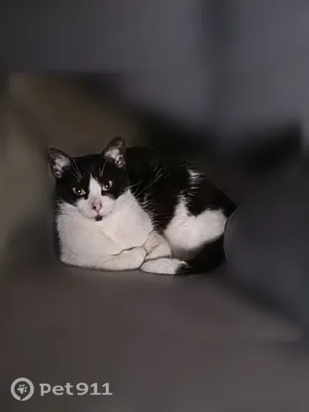 Lost cat, Quintard Terrace, Stamford, Yonkers — small female tuxedo cat with a black chin - photo