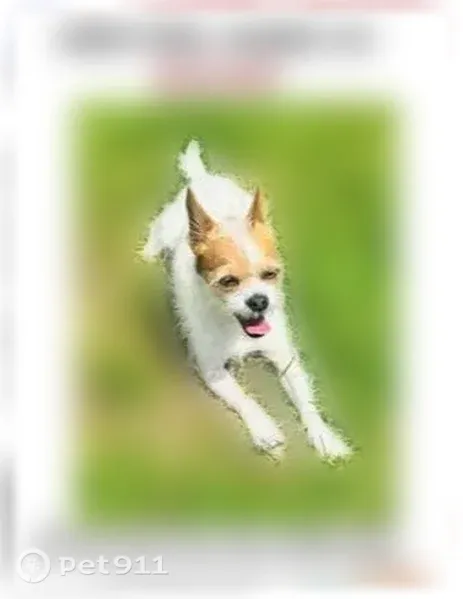 Lost dog, West 8th Street, 320, Deer Park, Houston — small long-haired male Chihuahua - photo