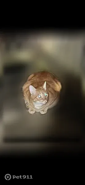 Lost cat, Maggie Court, 87, Covington — orange tabby male - photo