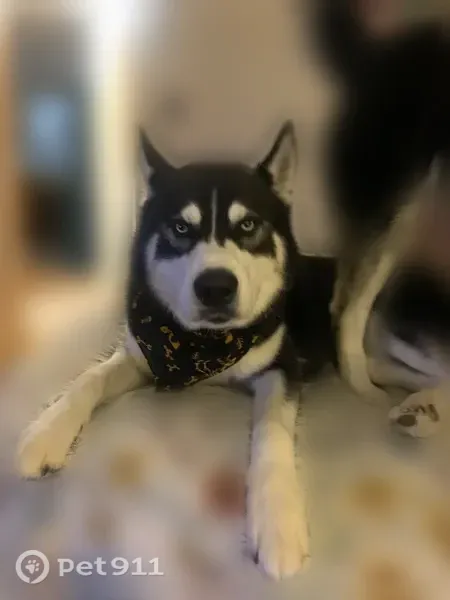 Lost dog, Puritan Drive North, Buena, Vineland — last seen near Dollar General late Friday night - photo