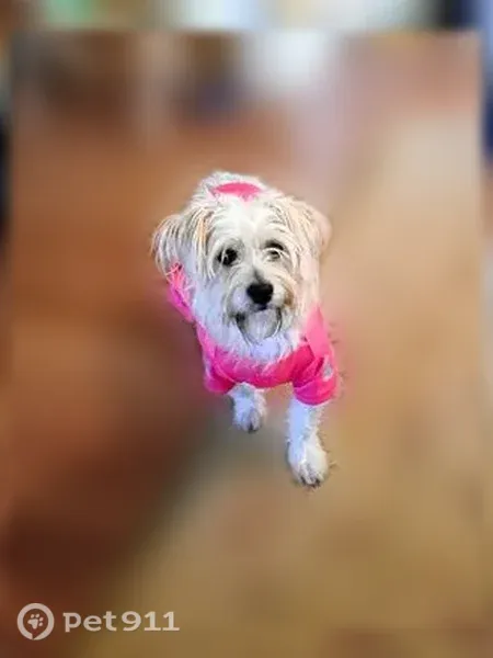 Lost dog, Calk Lane, 140, Boerne — female - photo