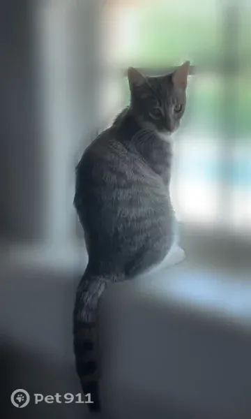 Lost female cat, Avenue Vallejo, 53210, La Quinta, Indio — responds to Ellie - photo