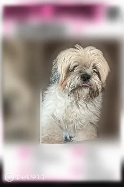 Lost male dog, Suez Drive, 10330, El Paso - photo