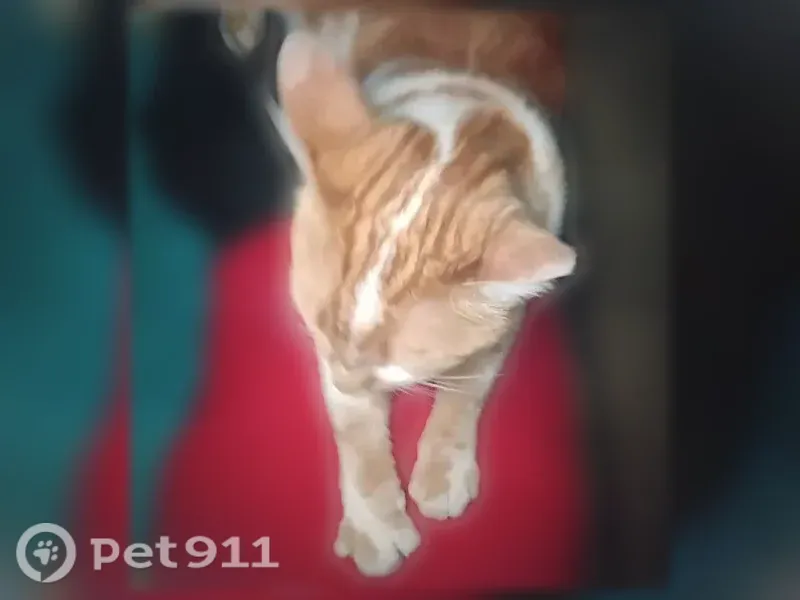 Lost cat, Hermosa Road, 17162, Bend, Arlington — small orange and white female - photo