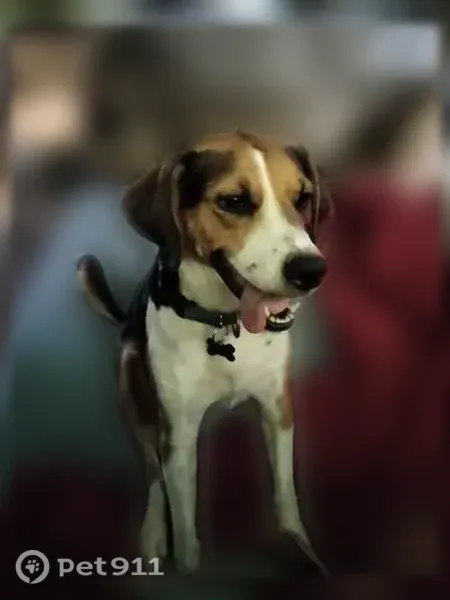 Lost female dog, Tyler Street, 1814, Denton — brown head and long ears - photo
