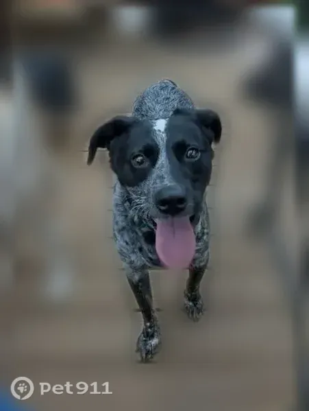 Lost male dog, McDonough Highway, Conyers — black and white speckled, blind in left eye - photo