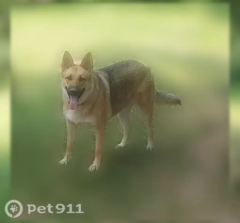 Lost female dog, North Washburn Road, 4414, Oregon Township, Davison — tan Shepherd with some black - photo