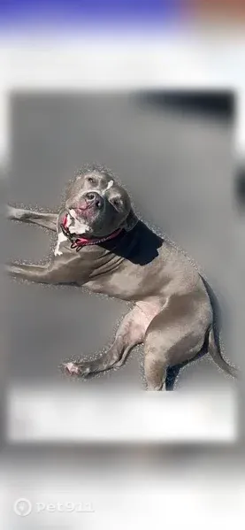Lost dog, South Willow Street, 1500, Manchester — 10-year-old female with a gray coat - photo