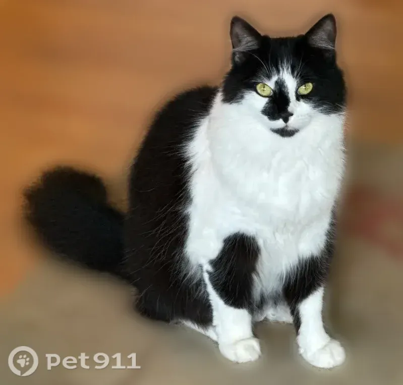 Lost cat, North 1st Street, Dixon — long-haired tuxedo female - photo