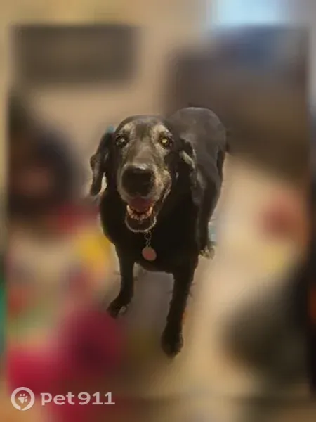 Lost dog, El Paso, Texas, Tempe — female, wearing a pink collar - photo