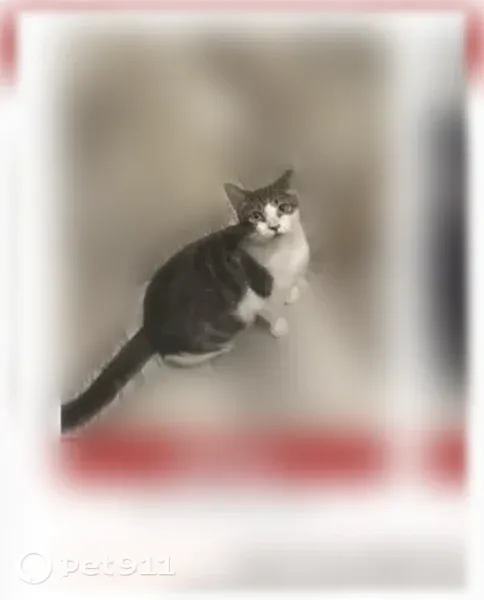 Lost cats, Sugarbush Drive, 2105, Holiday, Holiday — both have clipped ears - photo