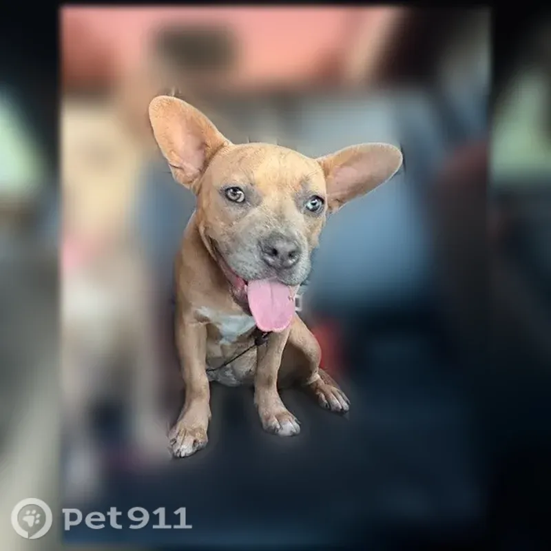 Lost dog, South Buena Vista Street, 535, Hemet — male, very friendly - photo