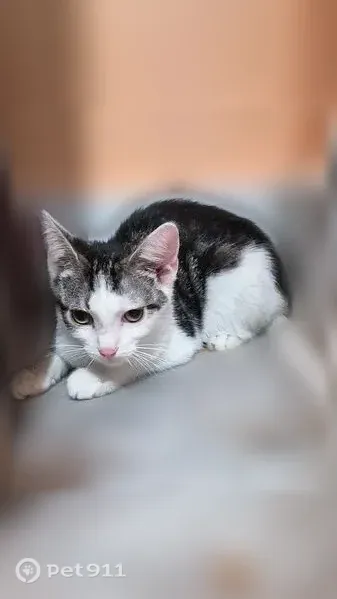 Lost female cat, Stock Pen Mountain Road, 174, Narrows — answers to Ahsoka or Kitty Kitty - photo