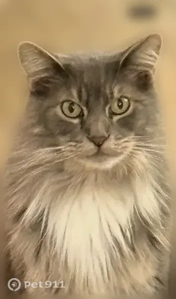 Lost Cat, Orchard Valley Circle, 144, Hendersonville — male with long gray fur and white front paws - photo