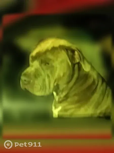 Lost dog, Moon Road, Columbus — gray, friendly pit bull - photo