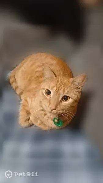 Lost cat, West 41st Street, 4800, Sioux Falls — bright orange tabby with big orange eyes - photo