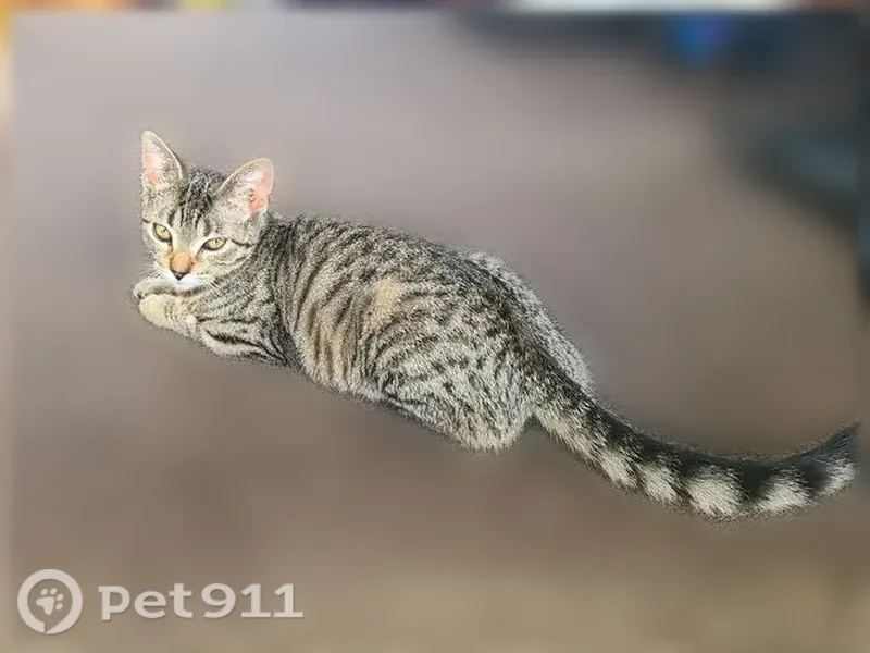 Lost male cat, Wilkes-Barre — indoor-only and small for a male - photo
