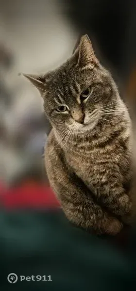 Lost female cat, Westmoreland Drive, Rochester — distinct mole on her nose - photo