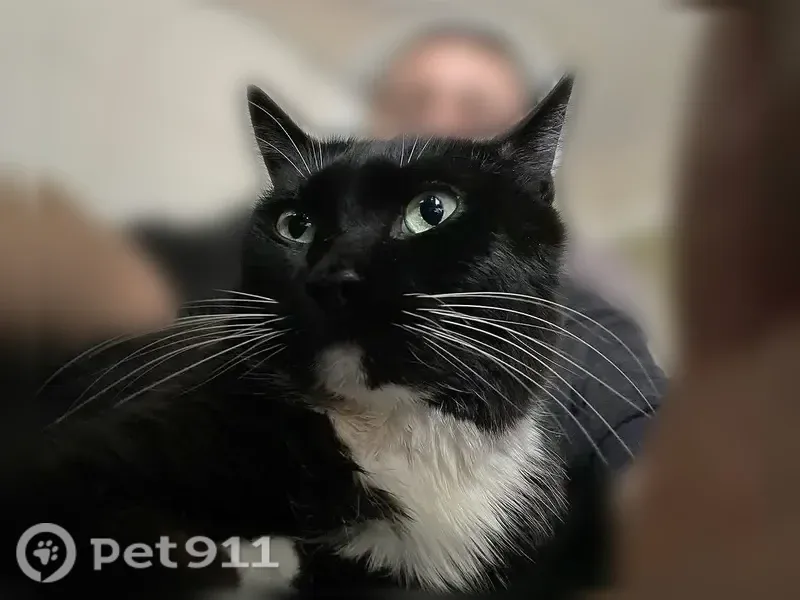 Lost cat, Ingalls Street, 1047, Lakewood — male with a white chin - photo
