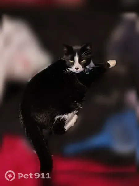 Lost male cat, Alderson Avenue, 7903, Billings — black and white tuxedo - photo